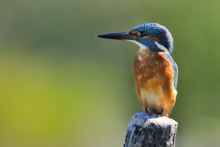 Alcedo atthis